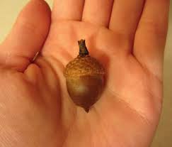 acorn in open hand